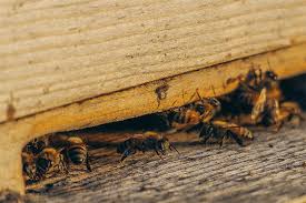 How much does it cost to get rid of ants? How Much Does The Average Homeowner Spend On Pest Control