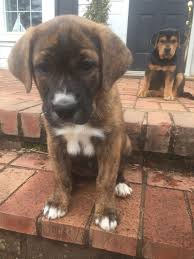 The german shepherd is one of the best breeds you can find. American Bulldog German Shepherd Mix Google Search Unique Dog Breeds Dog Training Puppies And Kitties