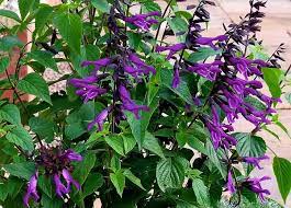 Check spelling or type a new query. Salvia Amistad Sage