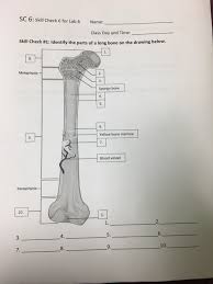 Human skeleton, the internal skeleton that serves as a framework for the body. Sc 6 Skill Check 6 For Lab 6 Name Class Day And Chegg Com