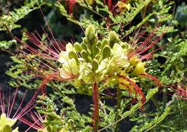 Image result for Erythrostemon gilliesii