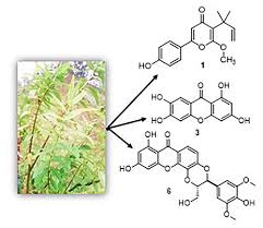 Image result for Hypericum roeperianum