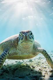Live Your Life Ocean Creatures Turtle Love Turtle
