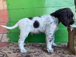 Image result for německý ohař dlouhosrstý