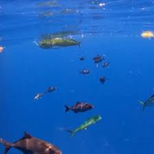Panama City Beach Fishing Resources