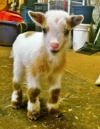 Pin By Countryside On Goats Dwarf Goats Nigerian Dwarf Goats Goats