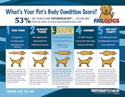 important how to tell if your dog is overweight