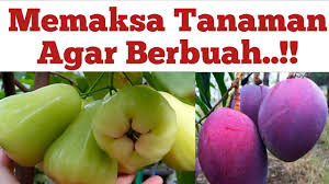 Jadi gak perlu lahan yang luas. Cara Memaksa Tanaman Cepat Berbuah Cara Agar Tanaman Cepat Berbuah Car In 2021 Agar Jambu The Creator