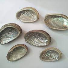 Other common names are ear shells, sea ears, and, rarely, muttonfish or muttonshells in parts of australia, ormer in the uk, perlemoen in south africa, and the maori name for three species in new zealand is pāua. Cangkang Kerang Abalon Mata 7 Shopee Indonesia