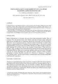 Image result for Crambe kilimandscharica