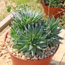 Image result for Aloe carnea