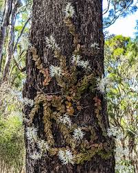 Image result for Psychotria ceratoloba