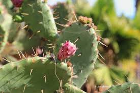 Choose from contactless same day delivery, drive up and more. Mossen Costa I Llobera Gardens Cactus Montjuic Irbarcelona
