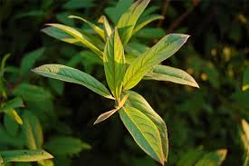 Virginia sweetspire prefers moist, rich, slightly acidic humusy soils in partial sun to partial shade, but tolerates a wide range of soil conditions and phs. Itea Virginica Merlot Virginia Sweetspire For Sale