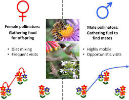 Bees are the most common managed agricultural pollinators, especially honeybees, although the use of solitary bee species is on the rise. Sex Differences In Pollinator Behavior Patterns Across Species And Consequences For The Mutualism Smith 2019 Journal Of Animal Ecology Wiley Online Library