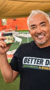 How to improve your relationship with your dog 🐾