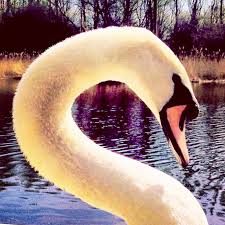Swan At Rspb Centre Hertfordshire Animals Swan Nature