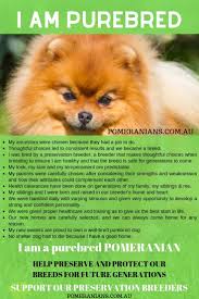How To Find A Pomeranian Puppy For Sale Australia Pomeranian Australia