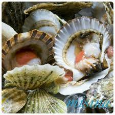 Shell Fish Tarak Misina
