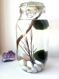 How To Create An Aquatic Habitat For A Marimo Moss Ball I Found The Marimo Moss Balls At Petsmart Looking Marimo Moss Ball Indoor Water Garden Marimo Moss