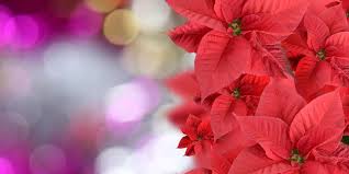 We did not find results for: Preserve Flowers With Glycerin Wholesale Flowers Plants And Supplies Roobos