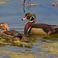Waterfowl Wednesdays — Wheeler Wildlife Refuge Association