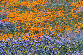 Scary festivals from los angeles to san diego. Spring Flowers Paint The Hills Of The Antelope Canyon Poppy Preserve In California Stock Photo Picture And Royalty Free Image Image 39135066