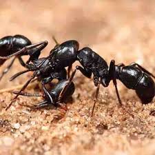 We have a long list of. 24 7 Hour Island Wide Pest Control Services In Singapore Day Night Pest Control Long Island