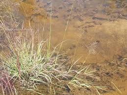 Image result for Eragrostis inamoena