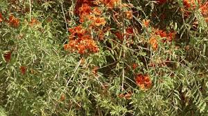 Image result for Phragmanthera cornetii