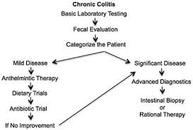 Feline Colitis Wsava 2014 Congress Vin