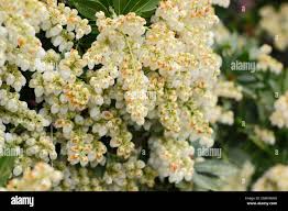 Image result for Pieris japonský debutante obrázek