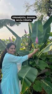 Image result for Musa ornata