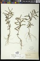 Image result for Phyllanthus ceratostemon