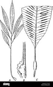 Image result for Marattiaceae