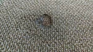 If the marks are light, then the steam should remove them. How To Fix The Burn In This Carpet Howto
