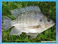 Gambar ikan nila dan mujair. 110 Ide Perikanan Ikan Binatang Ikan Cupang