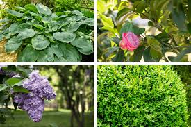 Prune these plants by late august, so plants have time to harden off before freezes arrive. Low Maintenance Shrubs Perfect For The Front Of The House