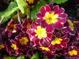 A primrose transplanted into a garden is a pretty flower. Polyanthus Primrose Primula X Polyantha You And Me Maroon Laced Flowers Garden En Com