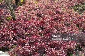 Image result for Cyathula