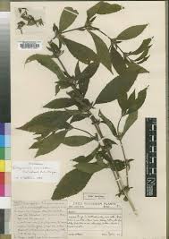 Image result for Duosperma quadrangulare