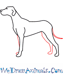 How To Draw A Dog Step By Step Tutorial Now come between the eyes and draw a nose, for that, draw a big curve upside and then round the edges drawing the fluffy ears of the dog in this guide (how to draw a dog step by step) in the most cute part.