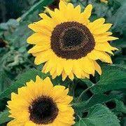 Helianthus Annuus Tall Yellow Click Image To Add To Your Plant List And Get Care Advice From Shoot Other Na Flower Seeds Sutton Seeds Giant Sunflower Seeds