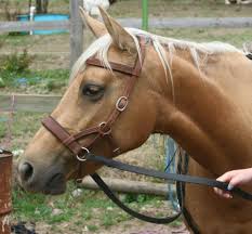We did not find results for: Bitless Bridle Sidepull Home Facebook