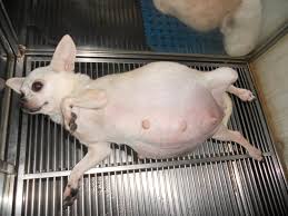 Chó vỡ ối bao lâu thì đẻ? Những dấu hiệu và lưu ý chủ nuôi cần nhớ khi chó  sắp sinh