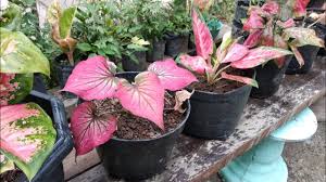 Berikut video tentang jenis jenis keladi dan harganya. 10 Keladi Hias Cantik Dan Menawan Youtube