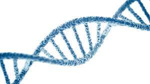 Dna is necessary for the production of proteins, the regulation, metabolism, and. Bioprinting 101 Part 14 Dna 3dprint Com The Voice Of 3d Printing Additive Manufacturing