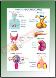 Human Endocrine Glands Eareducational Charts Manufacturer