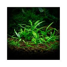 Image result for Ranalisma