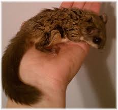 Check spelling or type a new query. Japanese Dwarf Flying Squirrel Pet For Sale Off 59 Www Usushimd Com